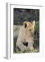 South Africa, Eastern Cape, East London. Inkwenkwezi Game Reserve. Lion Cub-Cindy Miller Hopkins-Framed Photographic Print