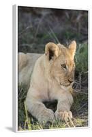 South Africa, Eastern Cape, East London. Inkwenkwezi Game Reserve. Lion Cub-Cindy Miller Hopkins-Framed Photographic Print