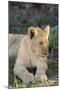 South Africa, Eastern Cape, East London. Inkwenkwezi Game Reserve. Lion Cub-Cindy Miller Hopkins-Mounted Photographic Print