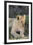 South Africa, Eastern Cape, East London. Inkwenkwezi Game Reserve. Lion Cub-Cindy Miller Hopkins-Framed Photographic Print