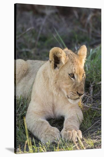 South Africa, Eastern Cape, East London. Inkwenkwezi Game Reserve. Lion Cub-Cindy Miller Hopkins-Stretched Canvas