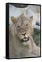 South Africa, Eastern Cape, East London. Inkwenkwezi Game Reserve. Young Male Lion-Cindy Miller Hopkins-Framed Stretched Canvas