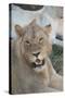 South Africa, Eastern Cape, East London. Inkwenkwezi Game Reserve. Young Male Lion-Cindy Miller Hopkins-Stretched Canvas