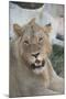 South Africa, Eastern Cape, East London. Inkwenkwezi Game Reserve. Young Male Lion-Cindy Miller Hopkins-Mounted Photographic Print
