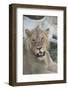 South Africa, Eastern Cape, East London. Inkwenkwezi Game Reserve. Young Male Lion-Cindy Miller Hopkins-Framed Photographic Print