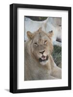 South Africa, Eastern Cape, East London. Inkwenkwezi Game Reserve. Young Male Lion-Cindy Miller Hopkins-Framed Photographic Print