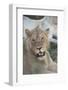 South Africa, Eastern Cape, East London. Inkwenkwezi Game Reserve. Young Male Lion-Cindy Miller Hopkins-Framed Photographic Print