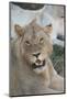 South Africa, Eastern Cape, East London. Inkwenkwezi Game Reserve. Young Male Lion-Cindy Miller Hopkins-Mounted Photographic Print