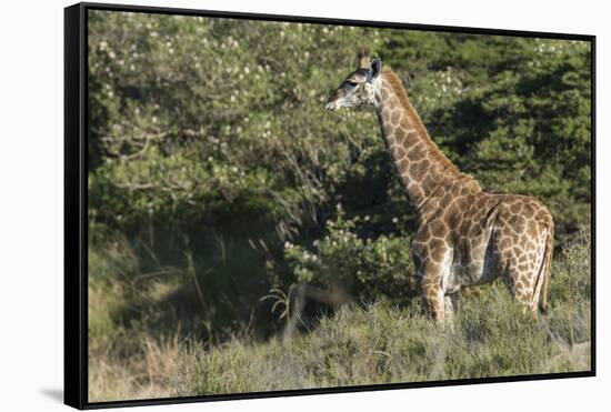 South Africa, Eastern Cape, East London. Inkwenkwezi Game Reserve-Cindy Miller Hopkins-Framed Stretched Canvas