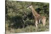 South Africa, Eastern Cape, East London. Inkwenkwezi Game Reserve-Cindy Miller Hopkins-Stretched Canvas
