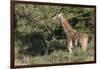 South Africa, Eastern Cape, East London. Inkwenkwezi Game Reserve-Cindy Miller Hopkins-Framed Photographic Print