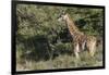 South Africa, Eastern Cape, East London. Inkwenkwezi Game Reserve-Cindy Miller Hopkins-Framed Photographic Print