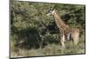 South Africa, Eastern Cape, East London. Inkwenkwezi Game Reserve-Cindy Miller Hopkins-Mounted Photographic Print