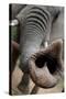 South Africa Elephant Trunk, November 29, 2009, in Zuurberg-null-Stretched Canvas