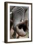 South Africa Elephant Trunk, November 29, 2009, in Zuurberg-null-Framed Photo