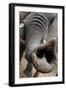 South Africa Elephant Trunk, November 29, 2009, in Zuurberg-null-Framed Photo