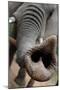 South Africa Elephant Trunk, November 29, 2009, in Zuurberg-null-Mounted Photo