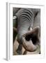 South Africa Elephant Trunk, November 29, 2009, in Zuurberg-null-Framed Photo