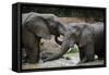 South Africa - Elephants, November 29, 2009 in Zuurberg-null-Framed Stretched Canvas