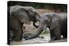 South Africa - Elephants, November 29, 2009 in Zuurberg-null-Stretched Canvas