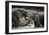 South Africa - Elephants, November 29, 2009 in Zuurberg-null-Framed Photo