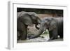 South Africa - Elephants, November 29, 2009 in Zuurberg-null-Framed Photo