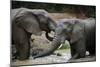 South Africa - Elephants, November 29, 2009 in Zuurberg-null-Mounted Photo