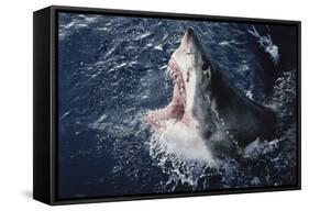 South Africa, Elevated Shark Mouth Open-Amos Nachoum-Framed Stretched Canvas