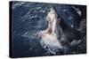 South Africa, Elevated Shark Mouth Open-Amos Nachoum-Stretched Canvas