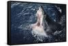 South Africa, Elevated Shark Mouth Open-Amos Nachoum-Framed Stretched Canvas