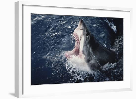 South Africa, Elevated Shark Mouth Open-Amos Nachoum-Framed Photographic Print