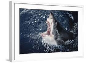 South Africa, Elevated Shark Mouth Open-Amos Nachoum-Framed Photographic Print