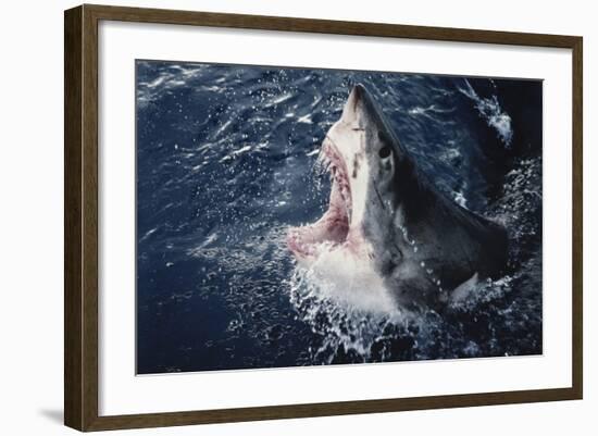 South Africa, Elevated Shark Mouth Open-Amos Nachoum-Framed Photographic Print