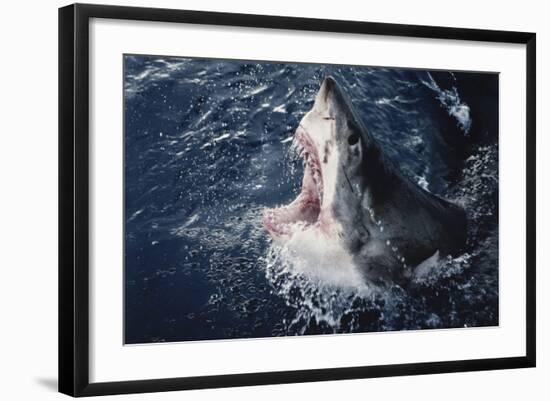 South Africa, Elevated Shark Mouth Open-Amos Nachoum-Framed Photographic Print