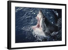 South Africa, Elevated Shark Mouth Open-Amos Nachoum-Framed Photographic Print