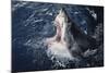 South Africa, Elevated Shark Mouth Open-Amos Nachoum-Mounted Photographic Print