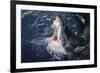 South Africa, Elevated Shark Mouth Open-Amos Nachoum-Framed Photographic Print
