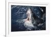 South Africa, Elevated Shark Mouth Open-Amos Nachoum-Framed Photographic Print