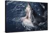 South Africa, Elevated Shark Mouth Open-Amos Nachoum-Stretched Canvas