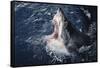 South Africa, Elevated Shark Mouth Open-Amos Nachoum-Framed Stretched Canvas