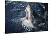 South Africa, Elevated Shark Mouth Open-Amos Nachoum-Stretched Canvas