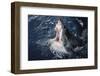 South Africa, Elevated Shark Mouth Open-Amos Nachoum-Framed Photographic Print