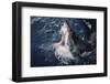 South Africa, Elevated Shark Mouth Open-Amos Nachoum-Framed Photographic Print