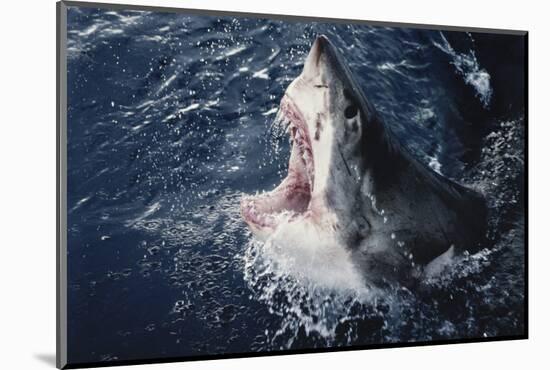 South Africa, Elevated Shark Mouth Open-Amos Nachoum-Mounted Photographic Print