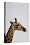 South Africa - Giraffe on a Safari, December 1, 2009 in Grahamstown-null-Stretched Canvas