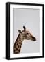 South Africa - Giraffe on a Safari, December 1, 2009 in Grahamstown-null-Framed Photo