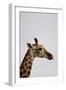 South Africa - Giraffe on a Safari, December 1, 2009 in Grahamstown-null-Framed Photo