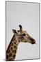 South Africa - Giraffe on a Safari, December 1, 2009 in Grahamstown-null-Mounted Photo