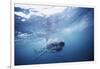 South Africa, Great White Shark Swimming in Sea-Stuart Westmorland-Framed Photographic Print