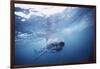 South Africa, Great White Shark Swimming in Sea-Stuart Westmorland-Framed Photographic Print